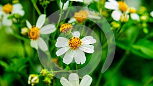 Bidens Pilosa Flowers