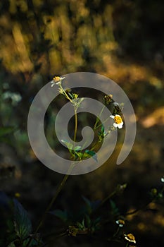 Bidens pilosa flowers in bloom in the summer morning