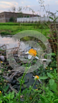 Bidens Pilosa flowers in the rice fields.