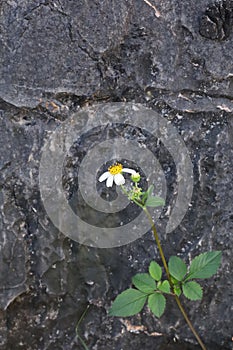 Bidens pilosa at Plain Jars Site 1