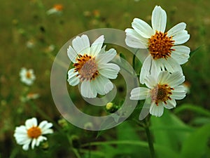 (Bidens pilosa) is a plant from the Asteraceae family that is widely used in herbal medicine