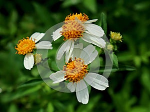 Bidens pilosa plant, a useful wild plant