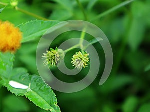 Bidens pilosa plant, a useful wild plant