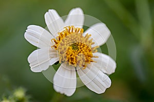 Bidens pilosa photo