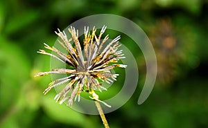 Bidens pilosa seeds. This pilosa can stick on clothes and it is difficult to remove or dislodge from clothes once it sticked.