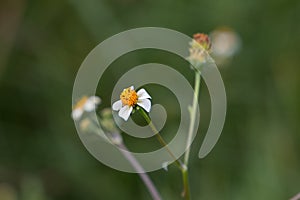 Bidens pilosa, small white wild flower