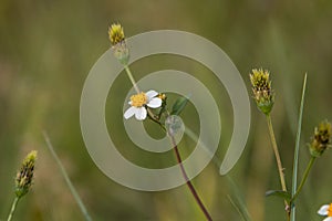 Bidens pilosa, small white wild flower