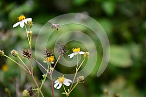 Bidens Pilosa Var. Radiata flower and bee on colorful blurry background