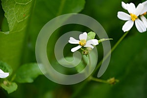 Bidens Pilosa Var. Radiata flower on colorful blurry background