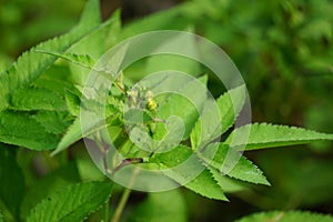 Bidens radiata plant. Bidens radiata is a species of flowering plant belonging to the family Asteraceae