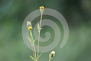 Bidens radiata plant. Bidens radiata is a species of flowering plant belonging to the family Asteraceae