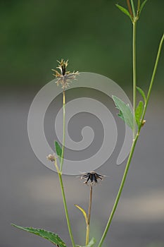 Bidens radiata plant. Bidens radiata is a species of flowering plant belonging to the family Asteraceae