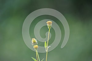 Bidens radiata plant. Bidens radiata is a species of flowering plant belonging to the family Asteraceae