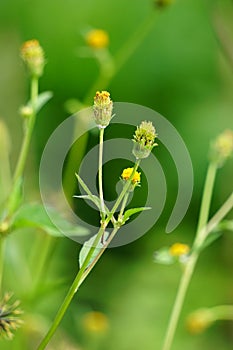 Bidens radiata plant. Bidens radiata is a species of flowering plant belonging to the family Asteraceae