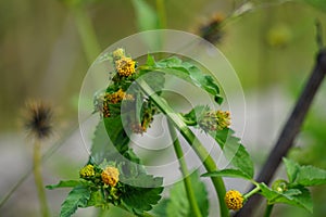 Bidens radiata plant. Bidens radiata is a species of flowering plant belonging to the family Asteraceae