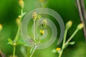 Bidens radiata plant. Bidens radiata is a species of flowering plant belonging to the family Asteraceae