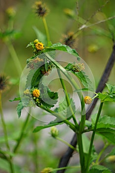 Bidens radiata plant. Bidens radiata is a species of flowering plant belonging to the family Asteraceae