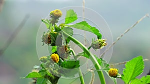 Bidens radiata plant. Bidens radiata is a species of flowering plant belonging to the family Asteraceae