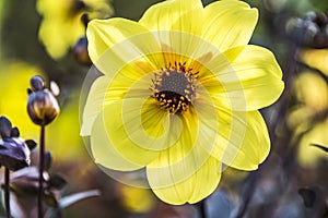 Bidens, yellow flower, Bur-marigold