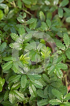 Bidgee widgee, ornamental plant native to Australia used as a te