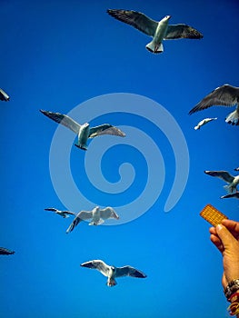 Bids flying in the sky, Birds looking for food, White birds flying in the sky