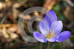 Bieberstein's crocus