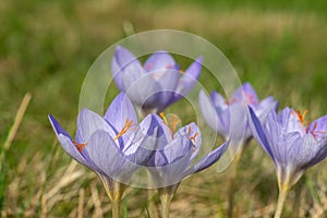 Biebersteins crocus crocus speciosus flowers