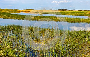 Biebrza river wetlands and bird wildlife reserve during spring nesting period in Burzyn village in Poland