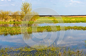 Biebrza river wetlands and bird wildlife reserve during spring nesting period in Burzyn village in Poland