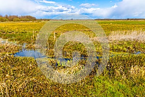 Un rio humedales a naturaleza reservar flores en municipio en polonia 