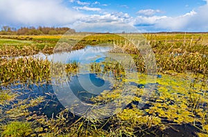 Biebrza river wetlands and nature reserve landscape with Marsh-marigold flowers in Mscichy village in Poland