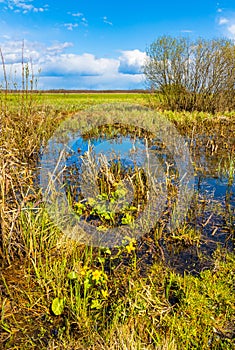 Biebrza river wetlands and nature reserve landscape with Marsh-marigold flowers in Mscichy village in Poland