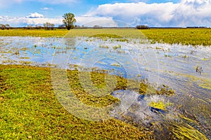 Biebrza river wetlands and nature reserve landscape with Marsh-marigold flowers in Mscichy village in Poland