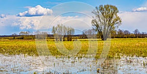 Biebrza river wetlands and nature reserve landscape with Marsh-marigold flowers in Mscichy village in Poland