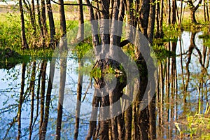 Biebrza swamps photo