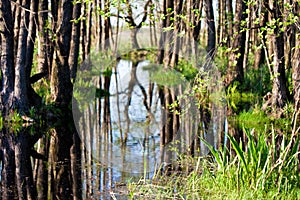 Biebrza swamps