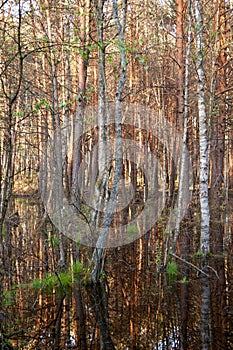 Biebrza swamps submerged forest