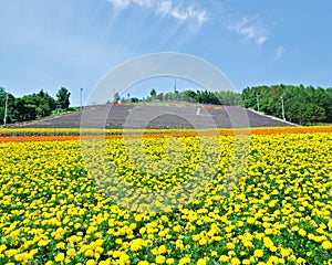 Biei and Furano flower fields, Hokkaido, Japan