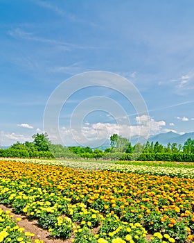 Biei and Furano flower fields, Hokkaido, Japan