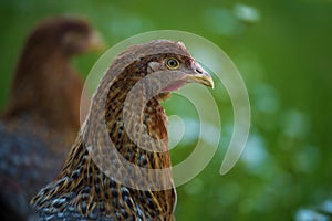 Bielefelder hens in nature background