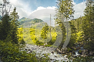 Natural forest of spruce trees. Bielovodska valley in High Tatras mountains, Slovakia. Trees backlit by golden sunlight.