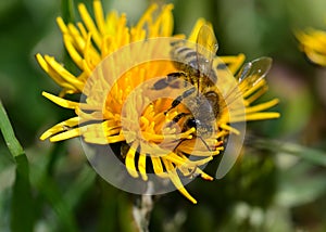 Biene auf LÃ¶wenzahn / Bee on Dandelion