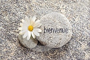 Bienvenue meaning welcome in french written on a stone with a daisy