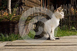 Bieszczady, cat, cottage house, farm,