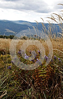 Bieszczady Mountains photo