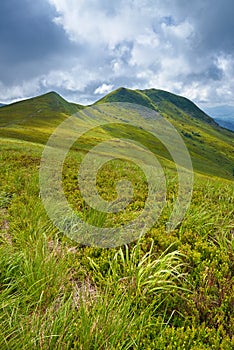 Bieszczady National Park. Carpathian Mountains grass landscape photo