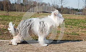 Biewer Oirkshire Terrier poses beautifully for the camera on the street. Biewer York dog with a long six stands sideways