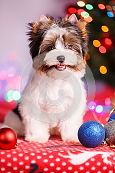 Biewer Terrier and Christmas decorations