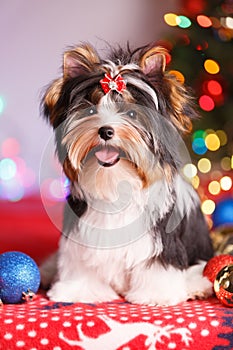 Biewer Terrier and Christmas decorations