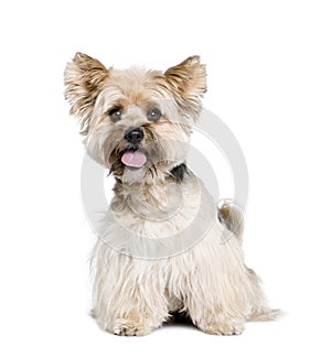 Biewer Terrier in front of white background